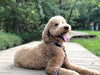 Gridlock Dog Collar