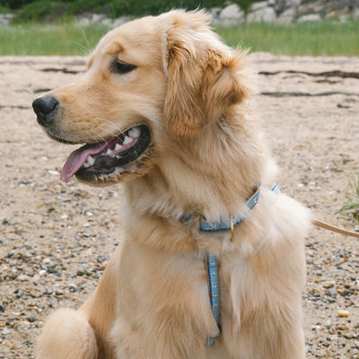 Gull Watch Dog Harness