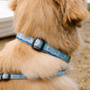 Gull Watch Dog Collar