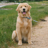 Gull Watch Dog Lead