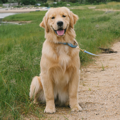 Gull Watch Dog Lead