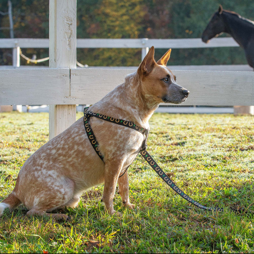 Up Country - Horseshoes Dog Harness – Up Country Inc