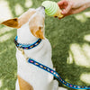 Ice Cream Dog Collar