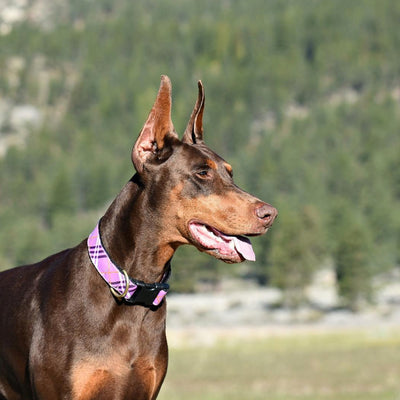 Lavender Lattice Extra Wide Dog Collar 1.5"