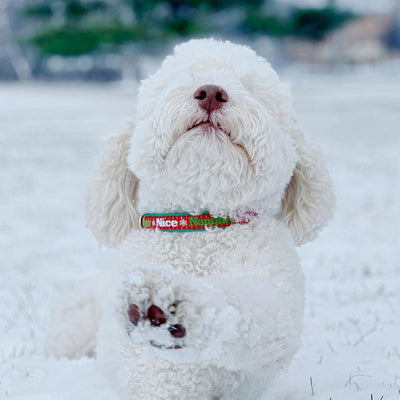 Naughty and Nice Dog Collar