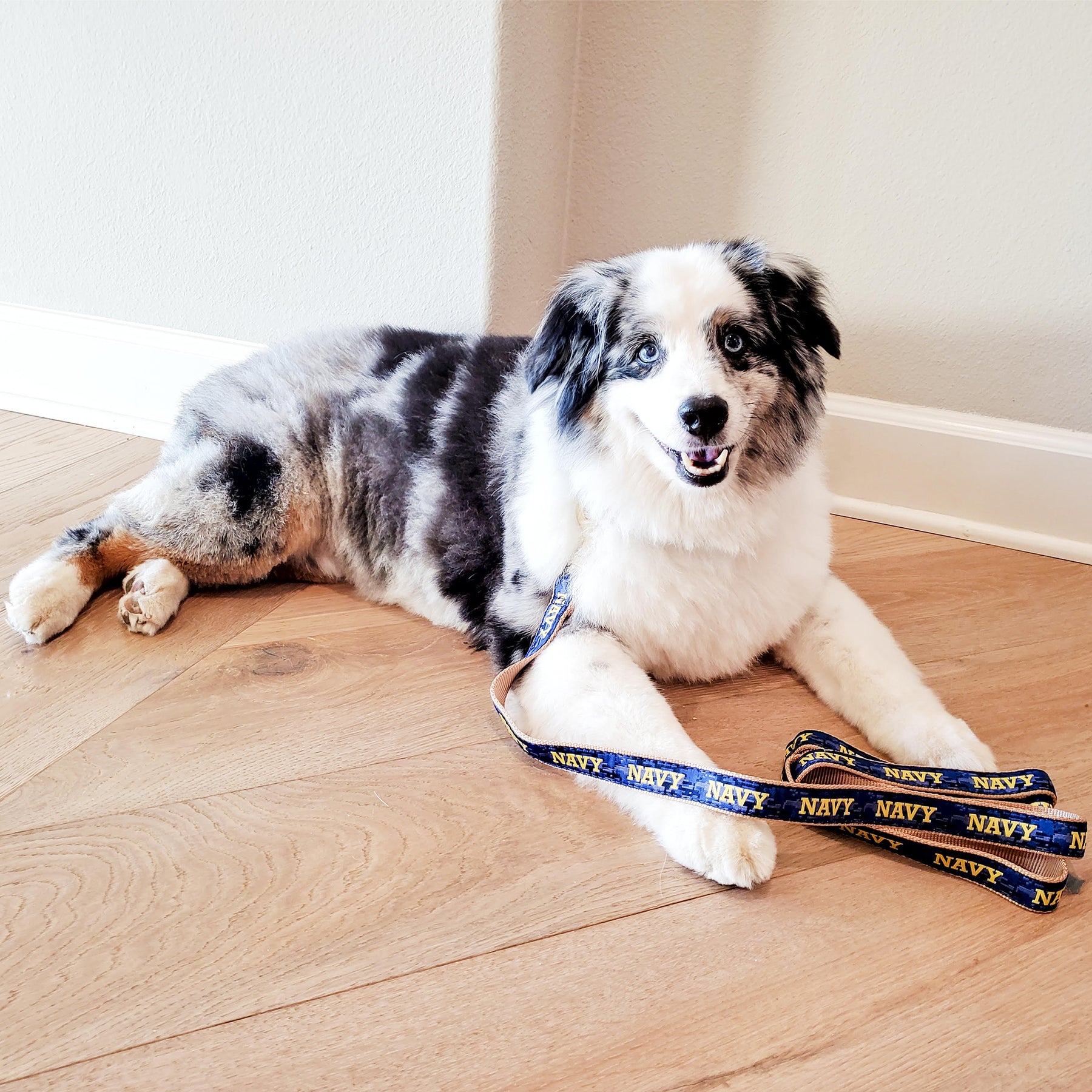 Navy Web Pet Collar