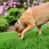 Pink Madras Dog Collar