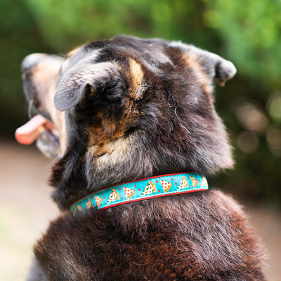 Pizza Lover Dog Collar