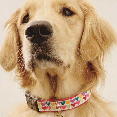 Pop Hearts Dog Collar