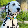 Rainbow Hearts Dog Collar