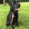 Red Bandana Dog Lead