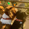 Sedona Dog Collar