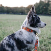 Sedona Dog Collar and Leash