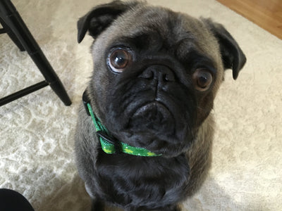 Shamrock Dog Collar