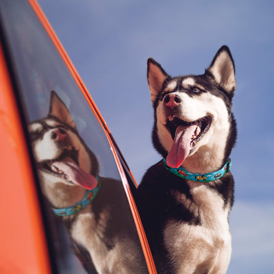 Beep Beep Printed Dog Collar