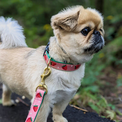 Strawberry Fields Dog Lead