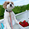 Strawberry Fields Dog Collar