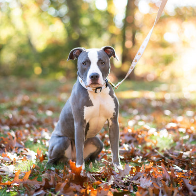 gray pitbull sitting in the autumn leaves wearing a white heart of gold collar and lead