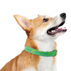 Color Market Dog Collar - Small Breed